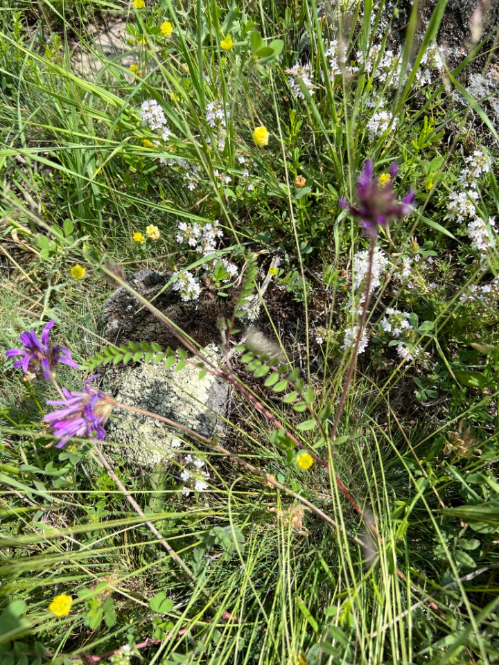 Astragalus coodei