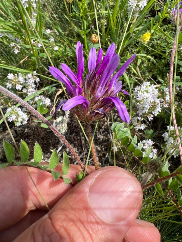 Astragalus coodei