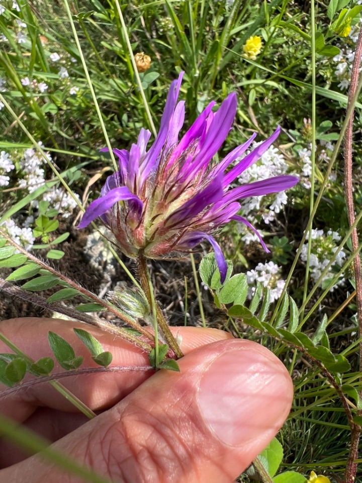 Astragalus coodei