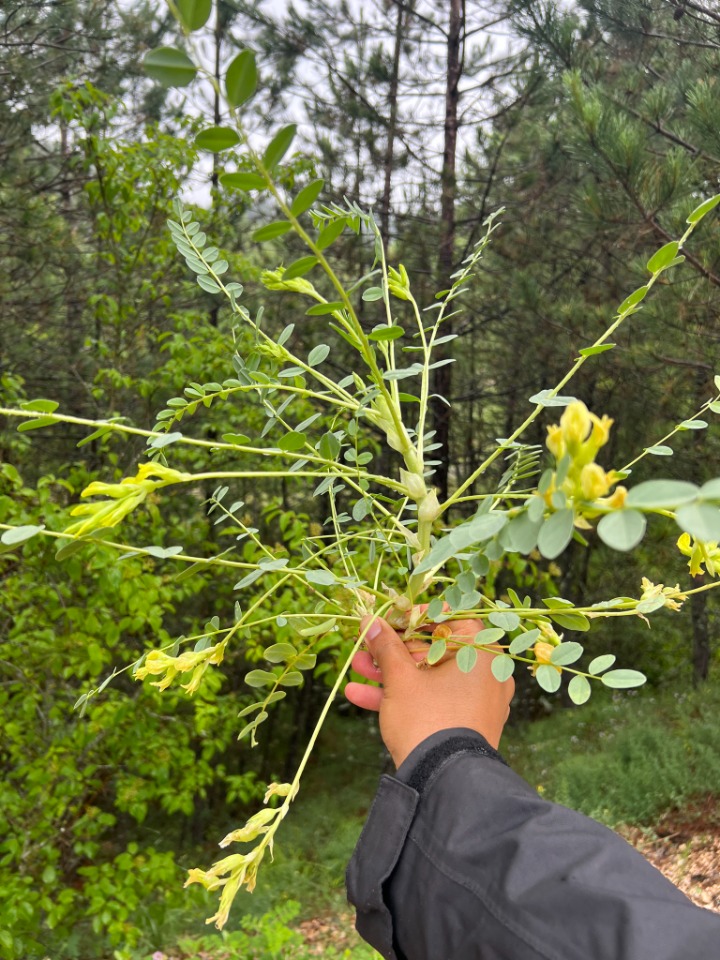 Astragalus aegobromus