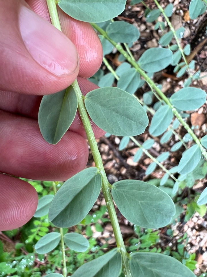 Astragalus aegobromus