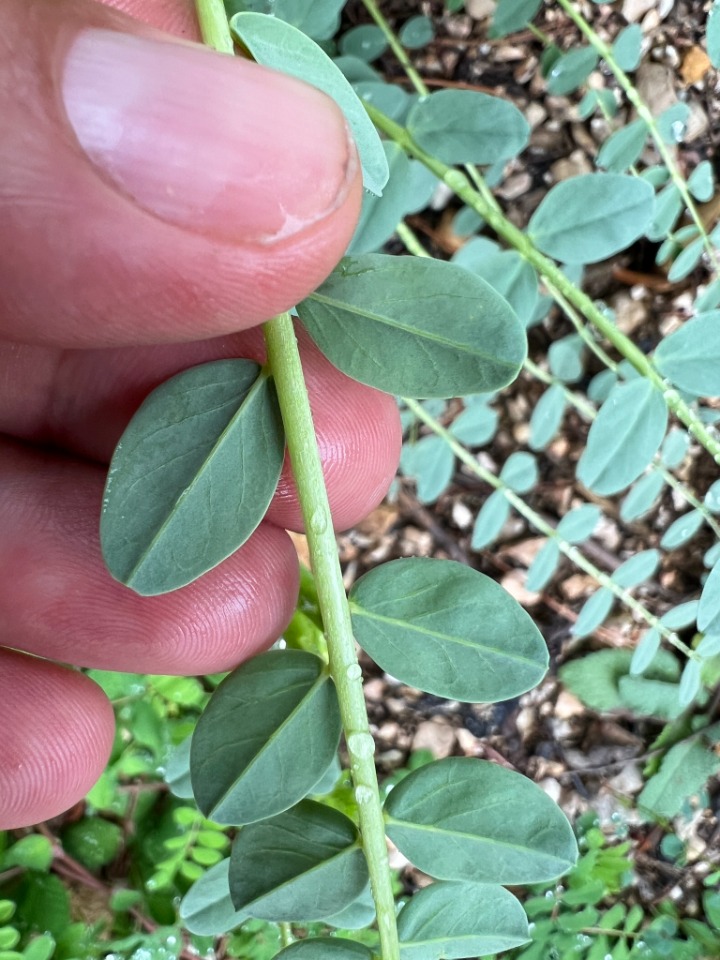 Astragalus aegobromus