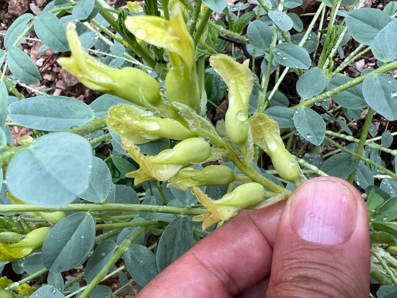 Astragalus aegobromus