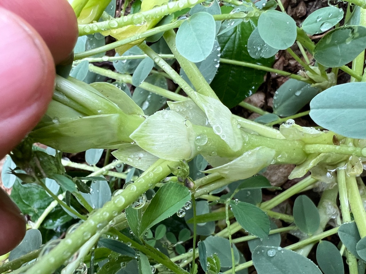 Astragalus aegobromus