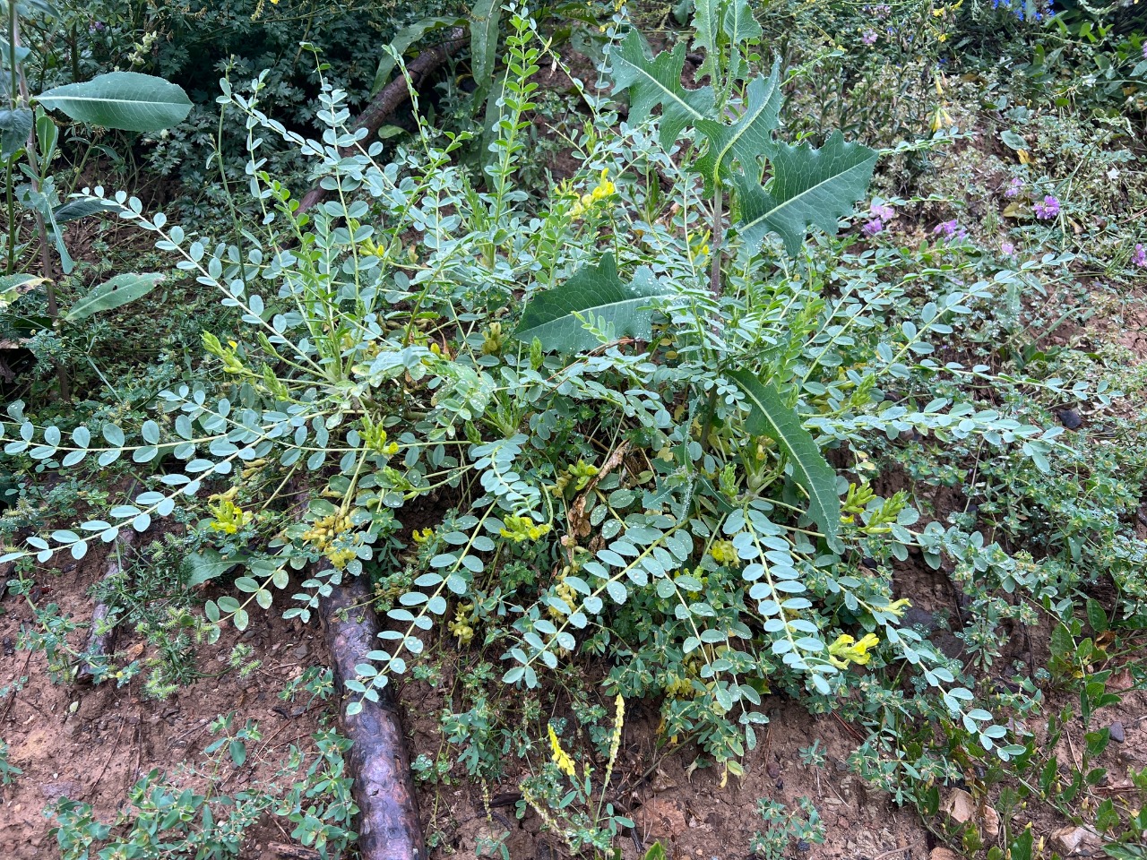 Astragalus aegobromus