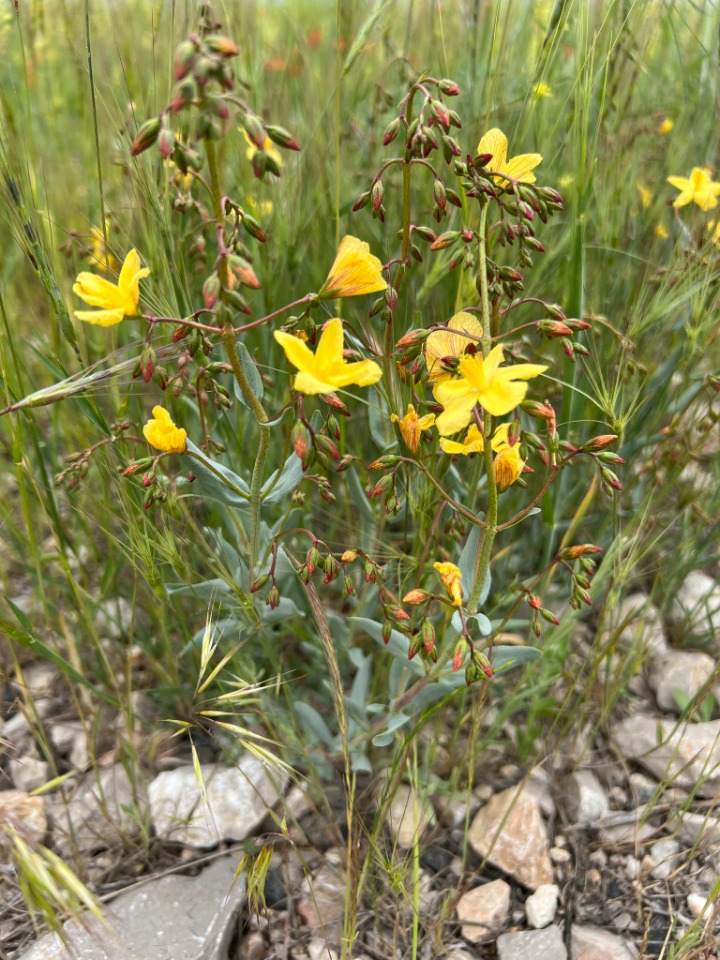 Hypericum bourgaei