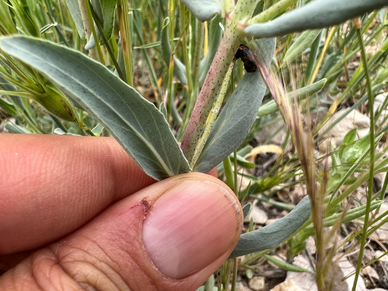 Hypericum bourgaei