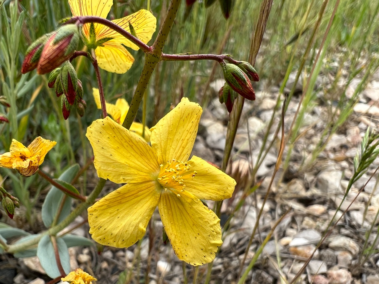 Hypericum bourgaei