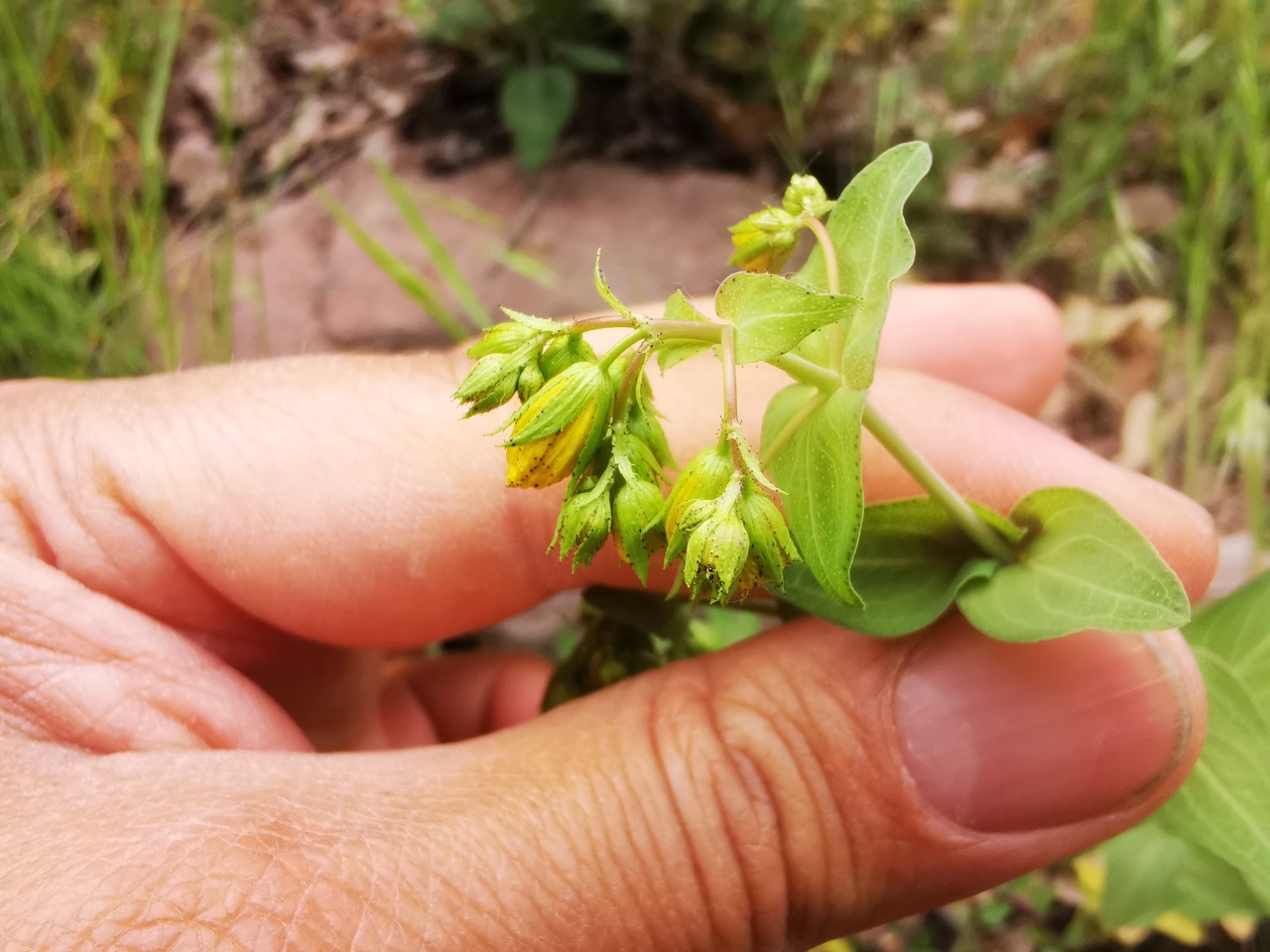 Hypericum montbretii