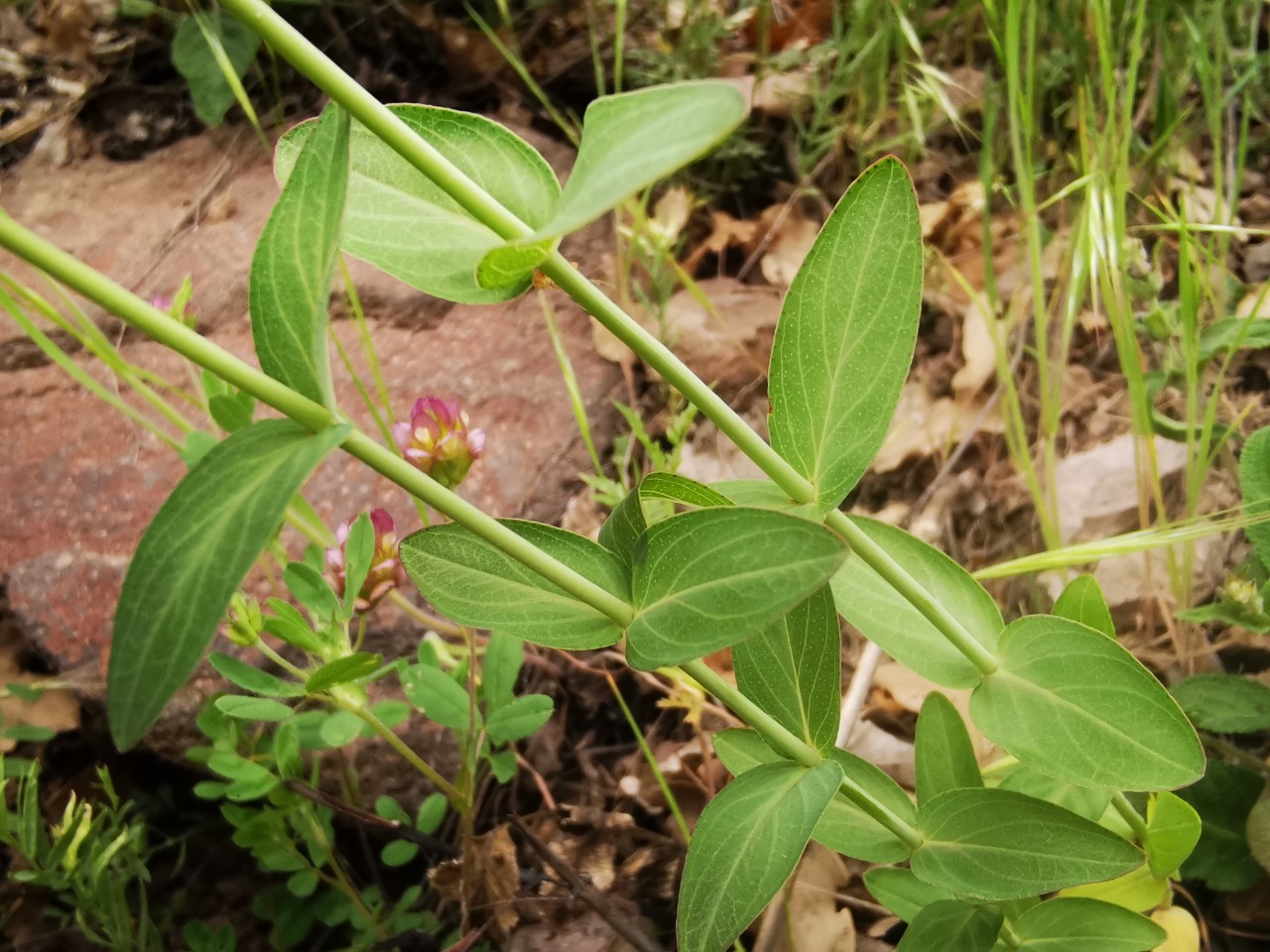 Hypericum montbretii