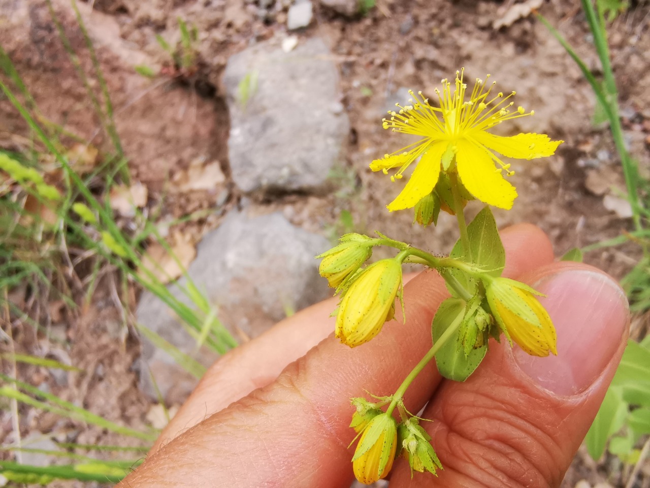 Hypericum montbretii