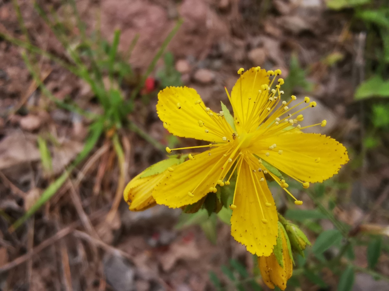 Hypericum montbretii