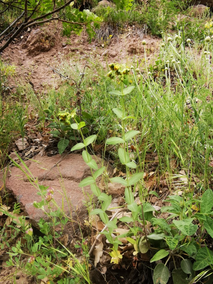 Hypericum montbretii