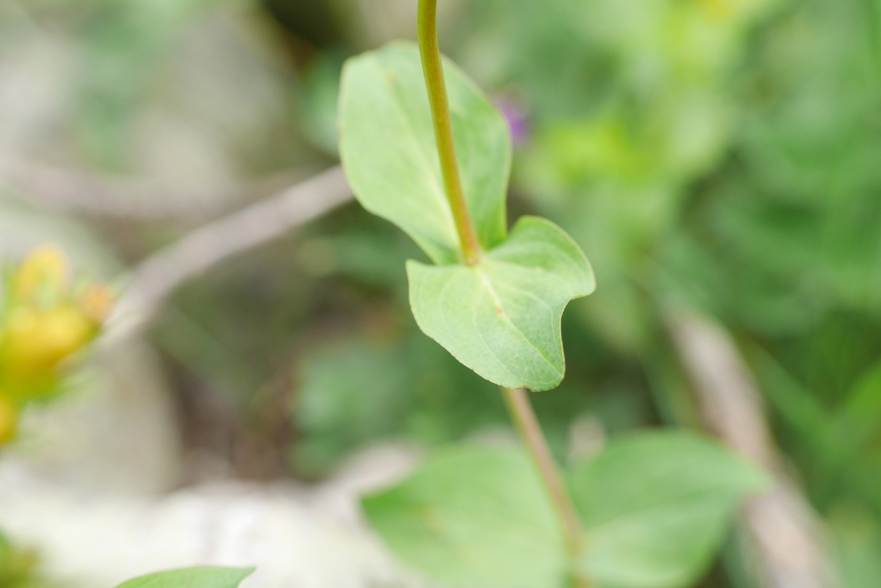 Hypericum bithynicum