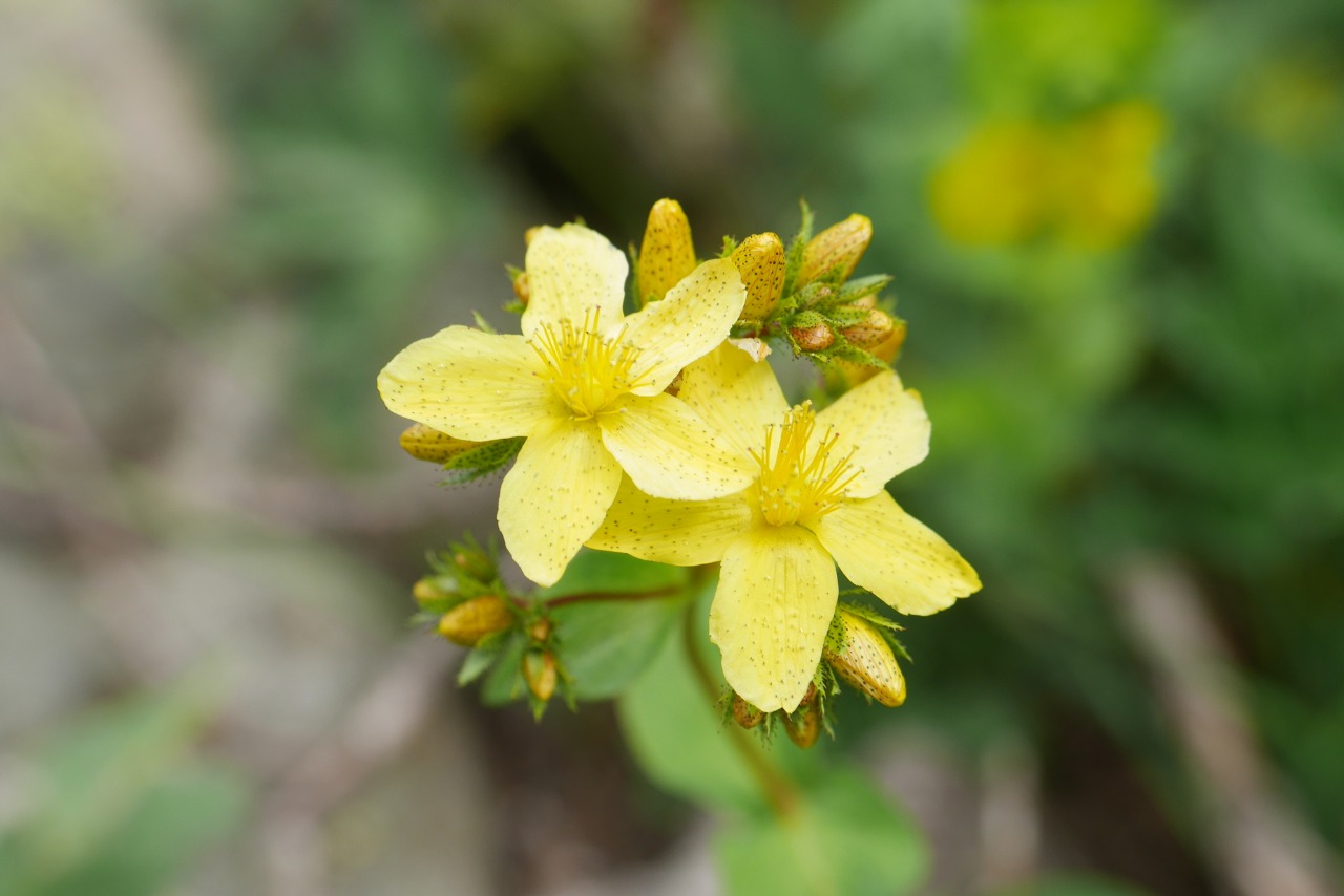 Hypericum bithynicum