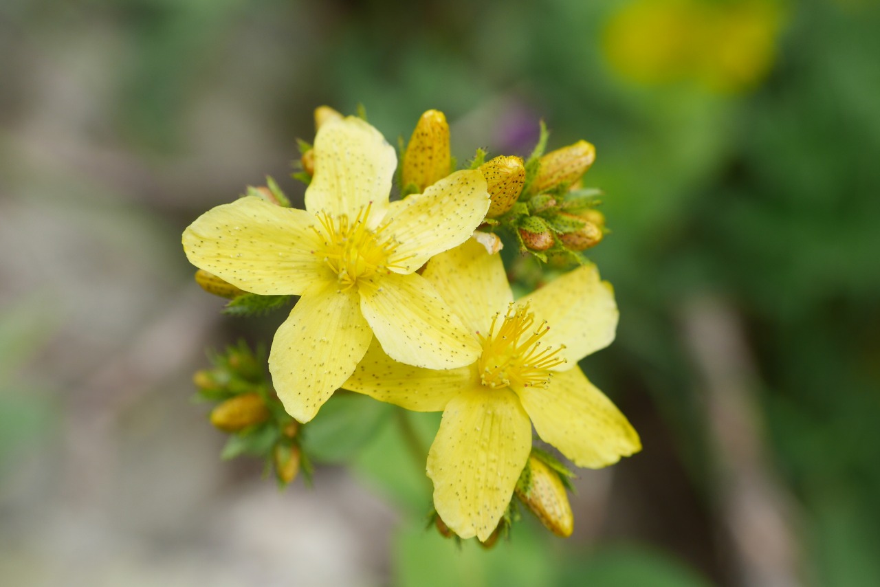 Hypericum bithynicum