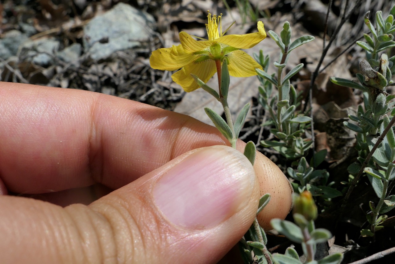 Hypericum origanifolium