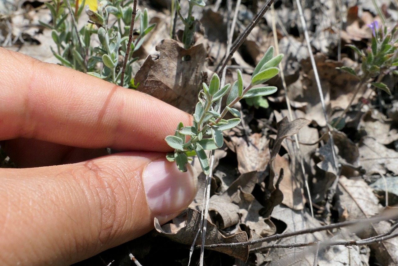 Hypericum origanifolium