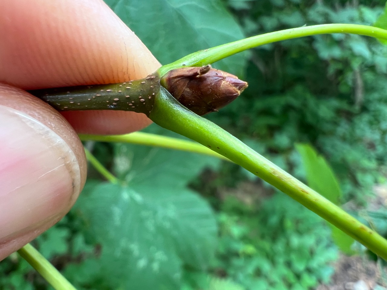 Acer heldreichii subsp. trautvetteri