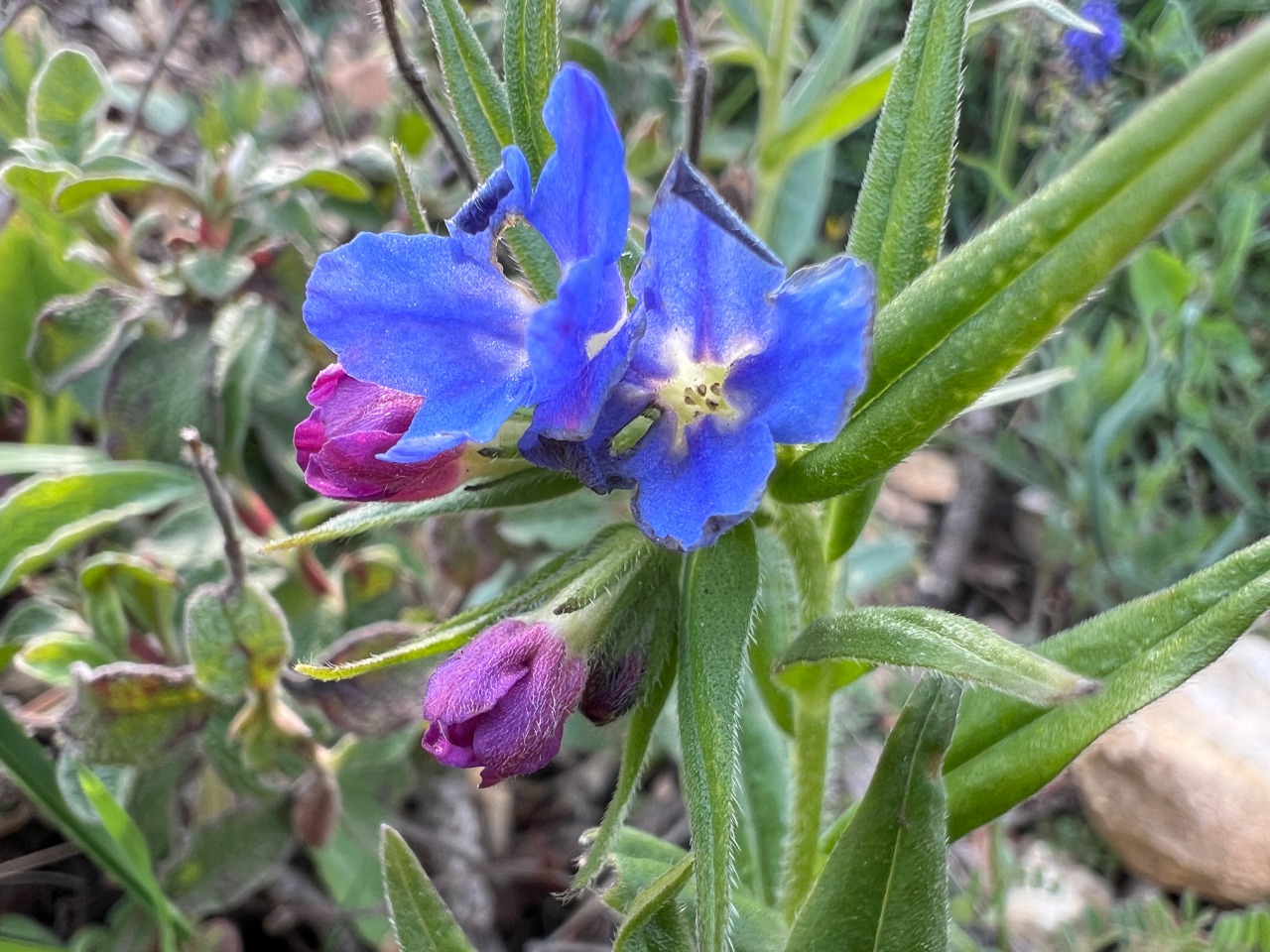 Aegonychon purpurocaeruleum