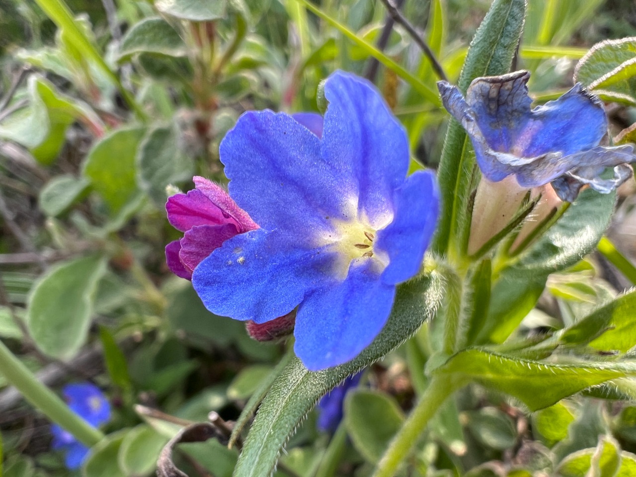 Aegonychon purpurocaeruleum
