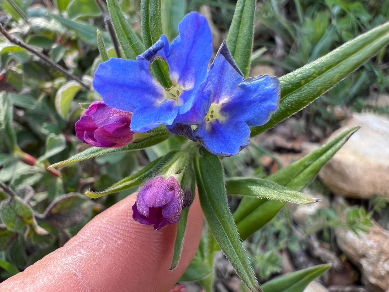 Aegonychon purpurocaeruleum