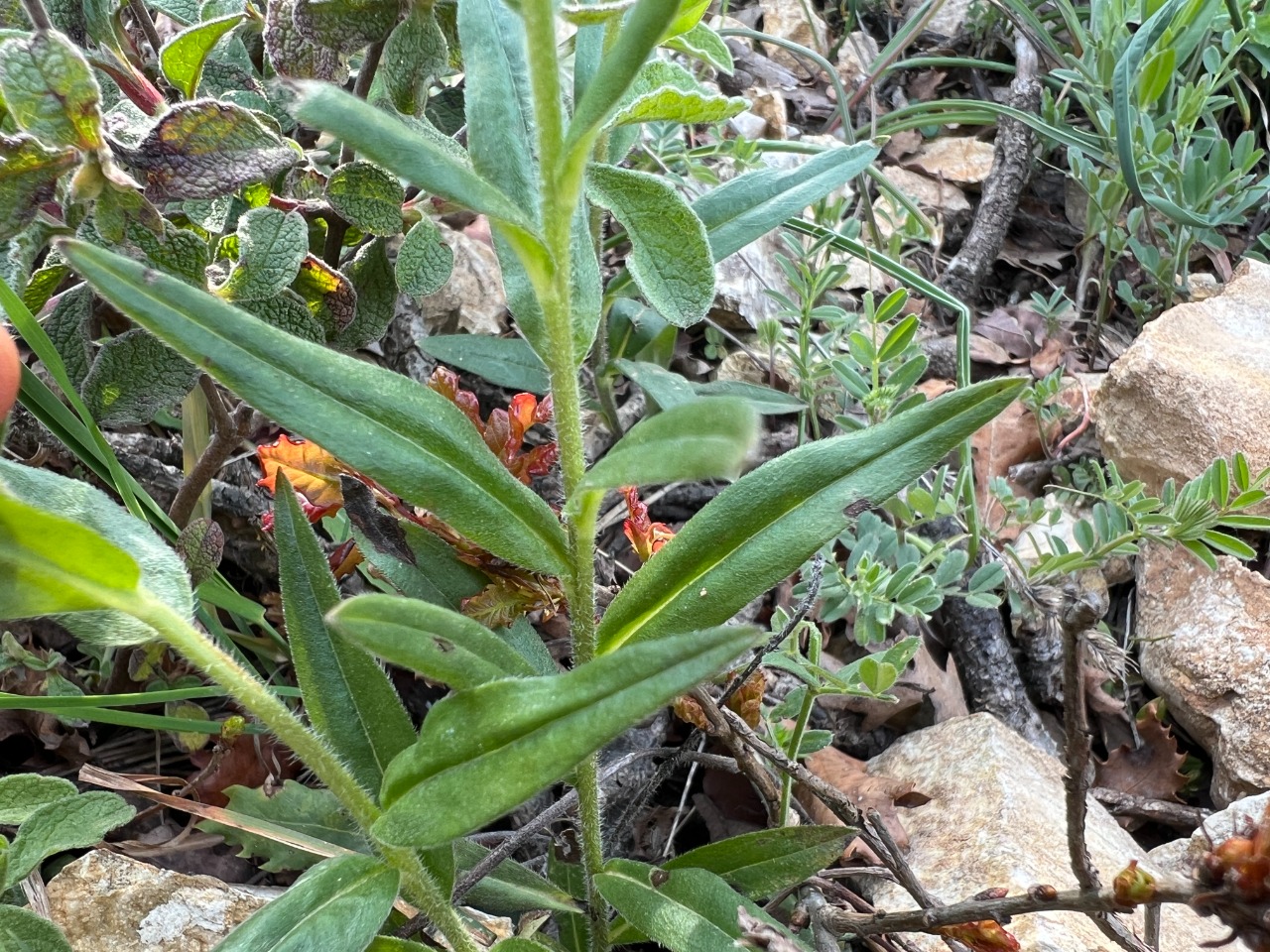 Aegonychon purpurocaeruleum