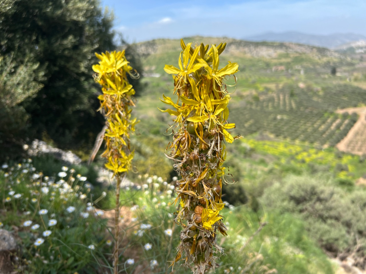 Asphodeline lutea