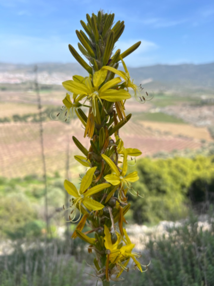 Asphodeline lutea