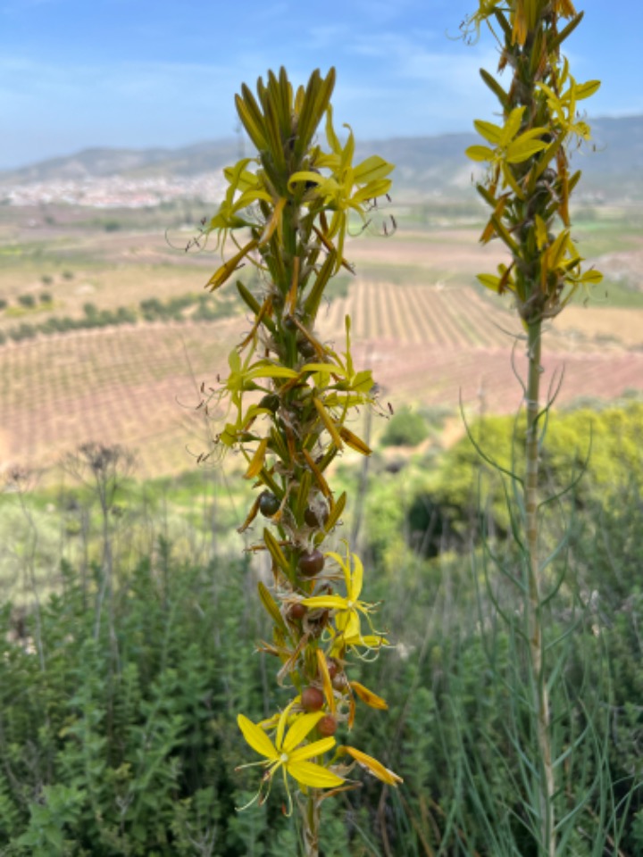 Asphodeline lutea