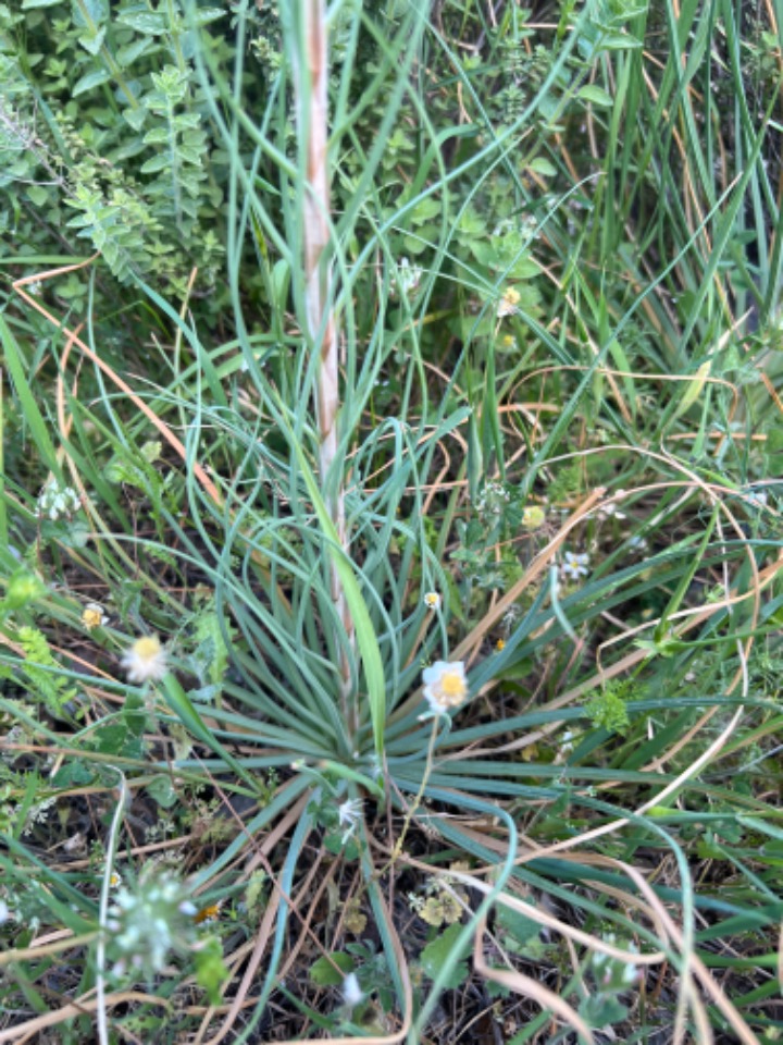 Asphodeline lutea