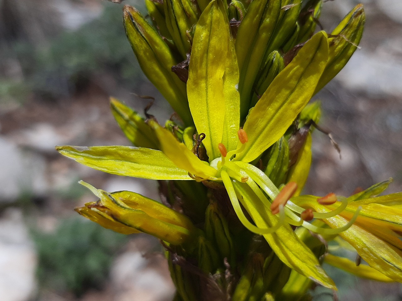 Asphodeline lutea