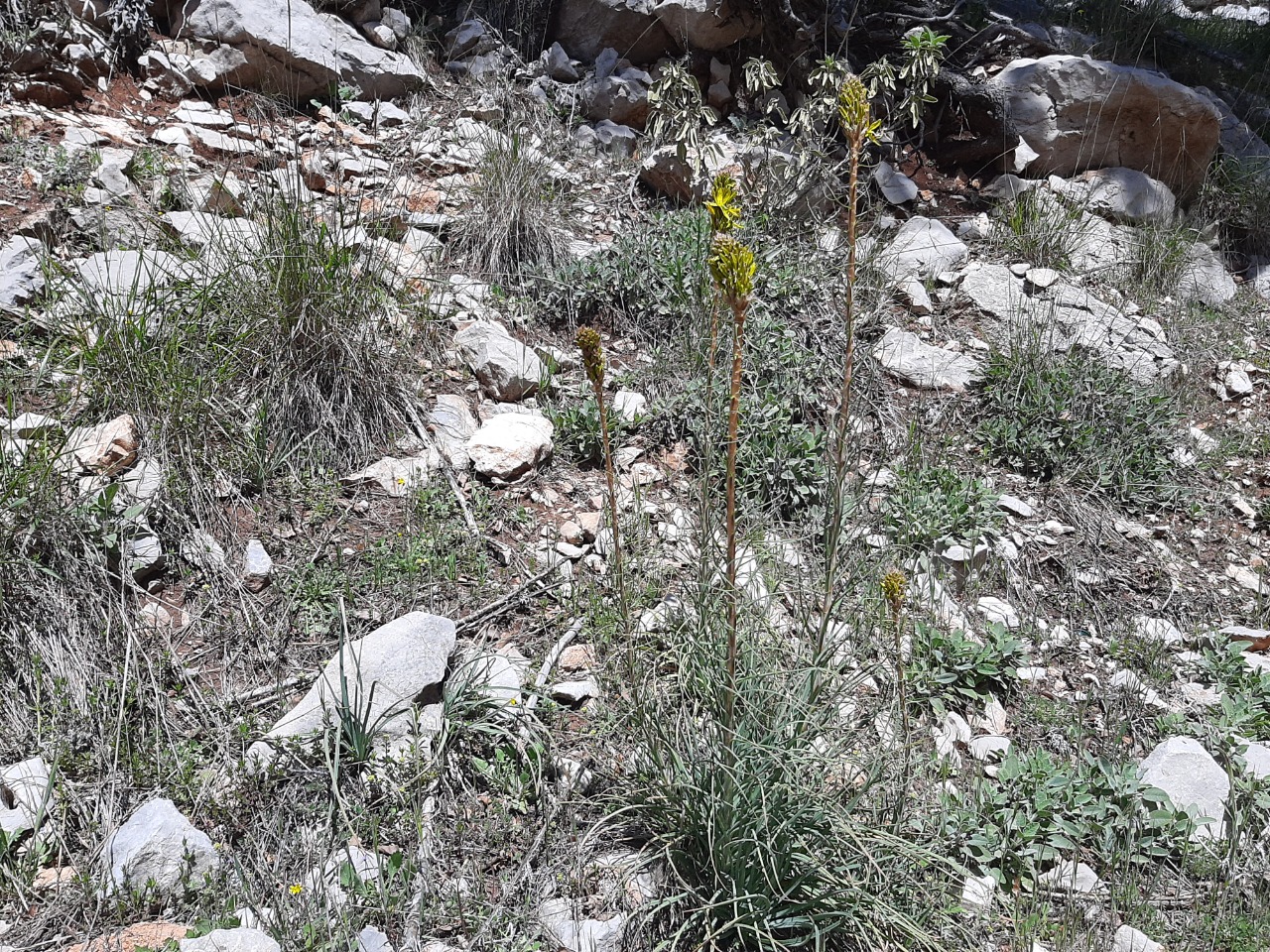 Asphodeline lutea