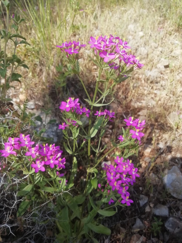 Centaurium erythraea