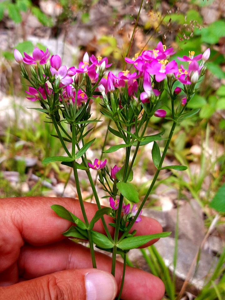 Centaurium erythraea
