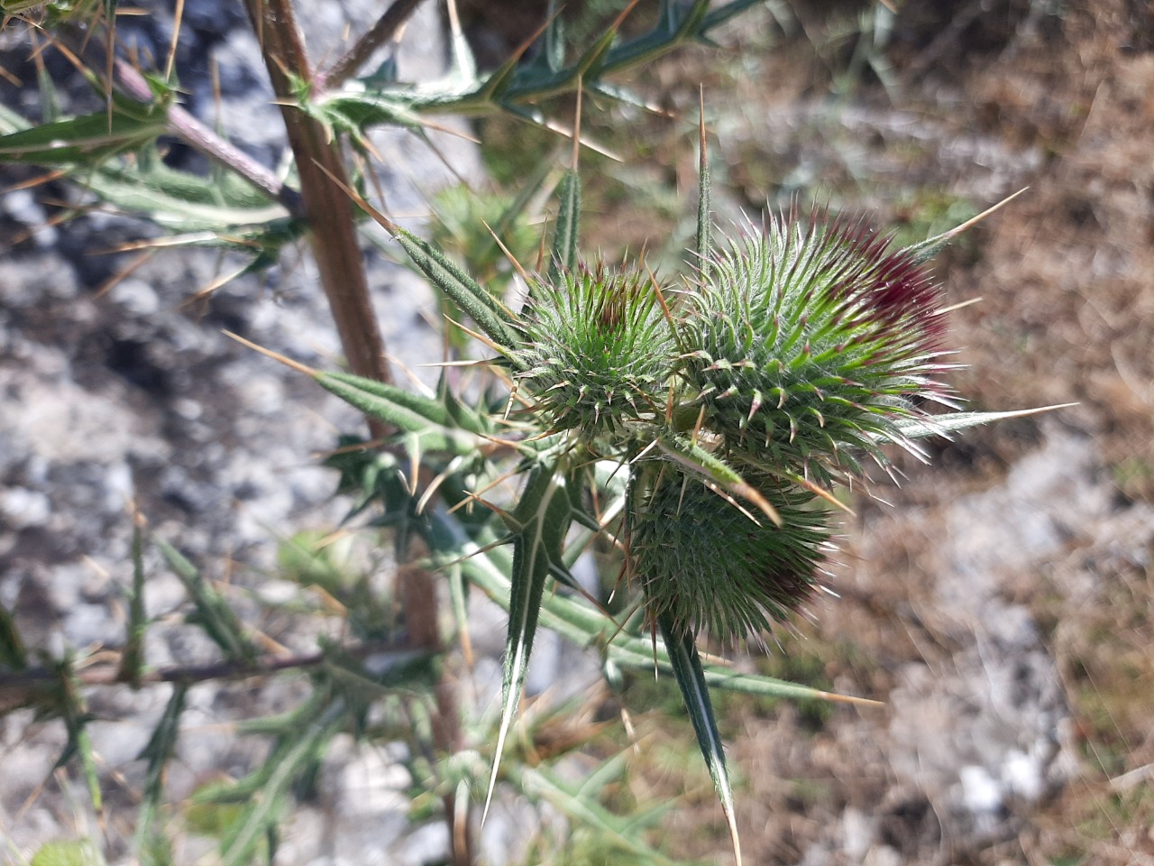 Cirsium vulgare
