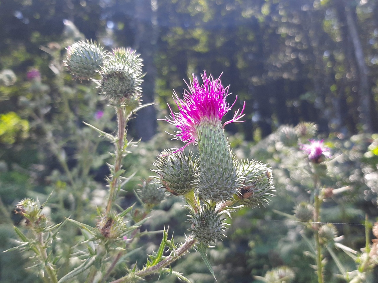 Cirsium vulgare
