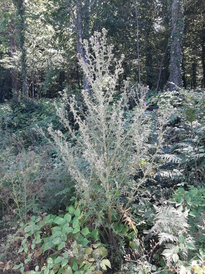 Cirsium vulgare