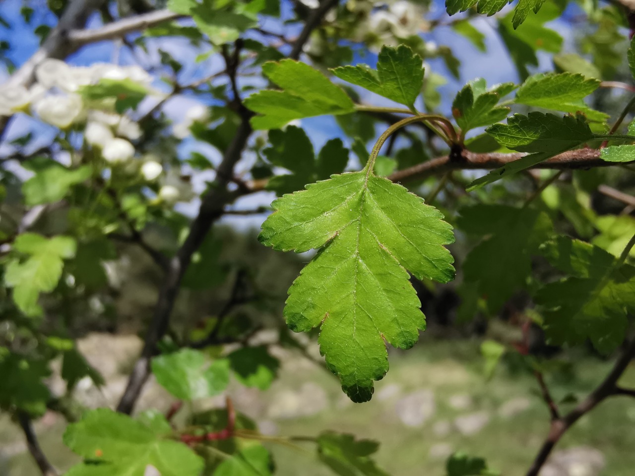 Crataegus microphylla