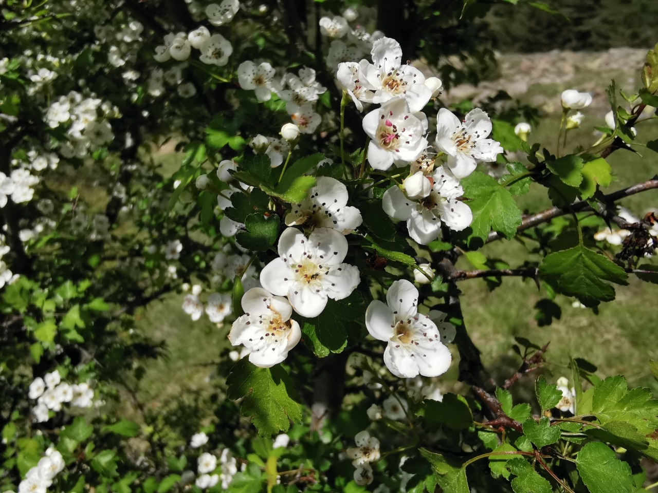 Crataegus microphylla