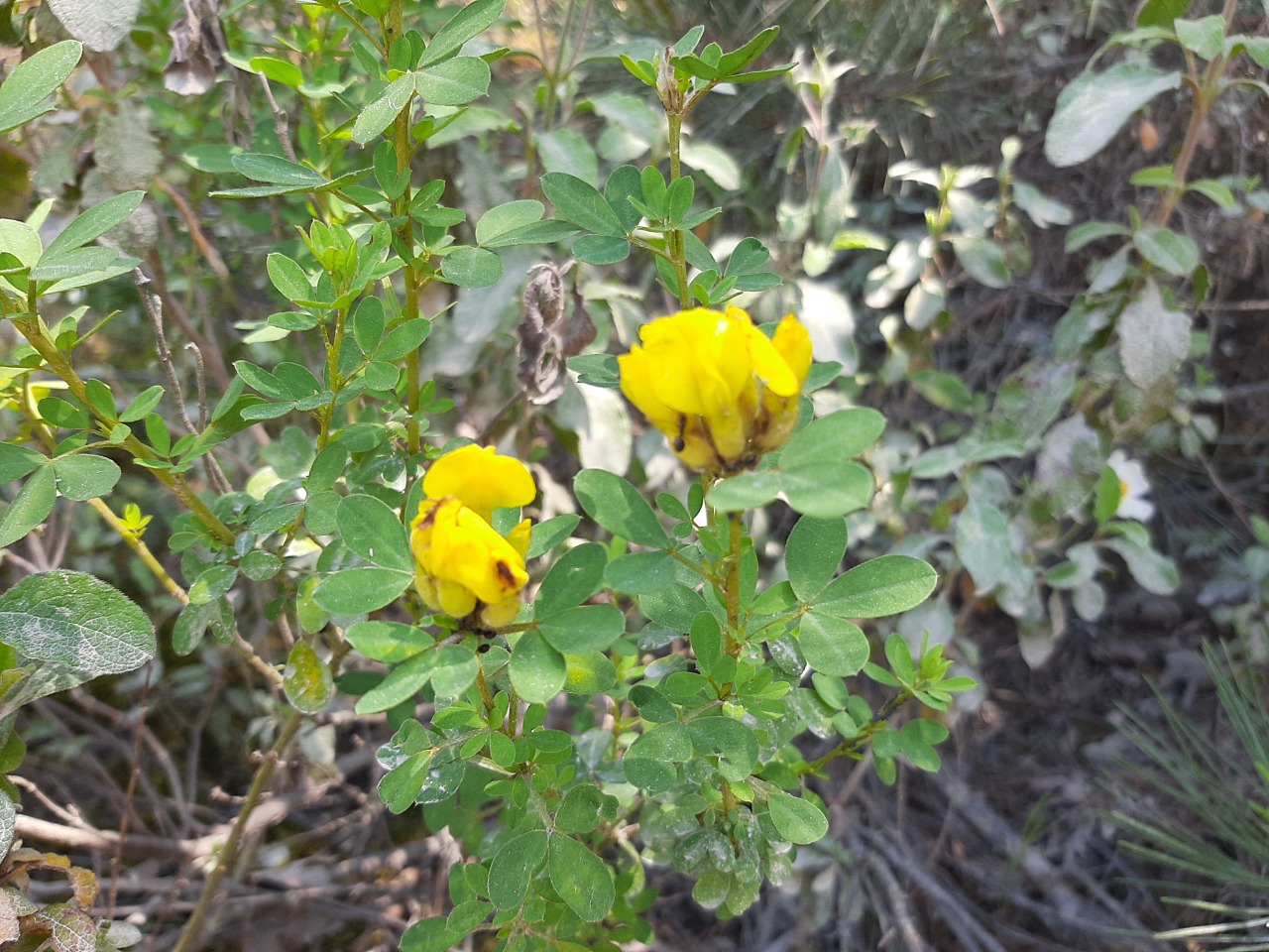 Cytisus hirsutus