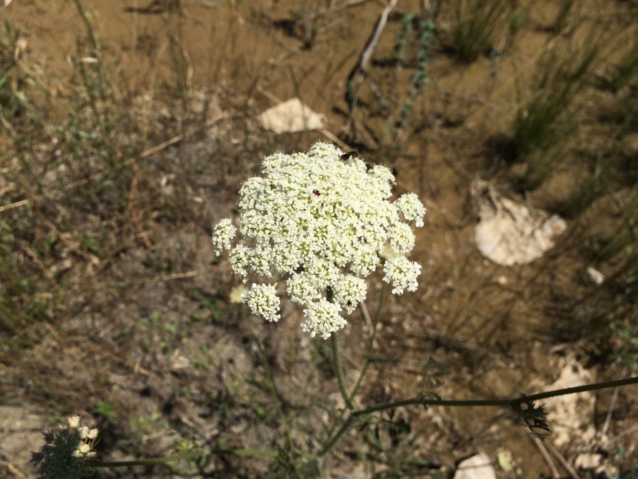 Daucus carota