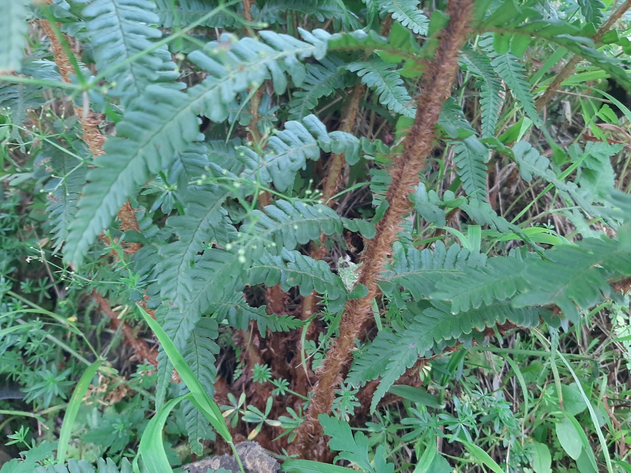 Dryopteris filix-mas