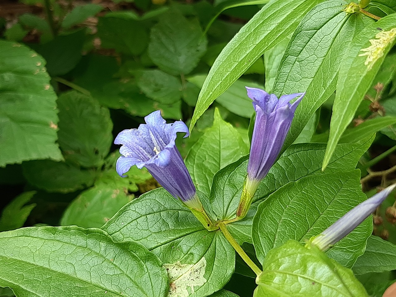 Gentiana asclepiadea