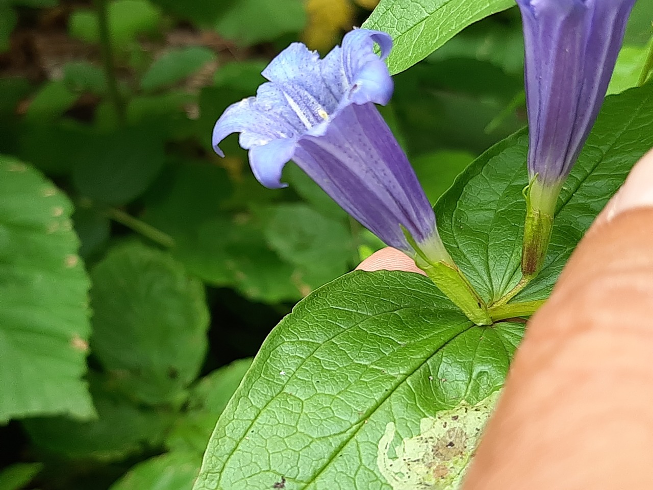 Gentiana asclepiadea