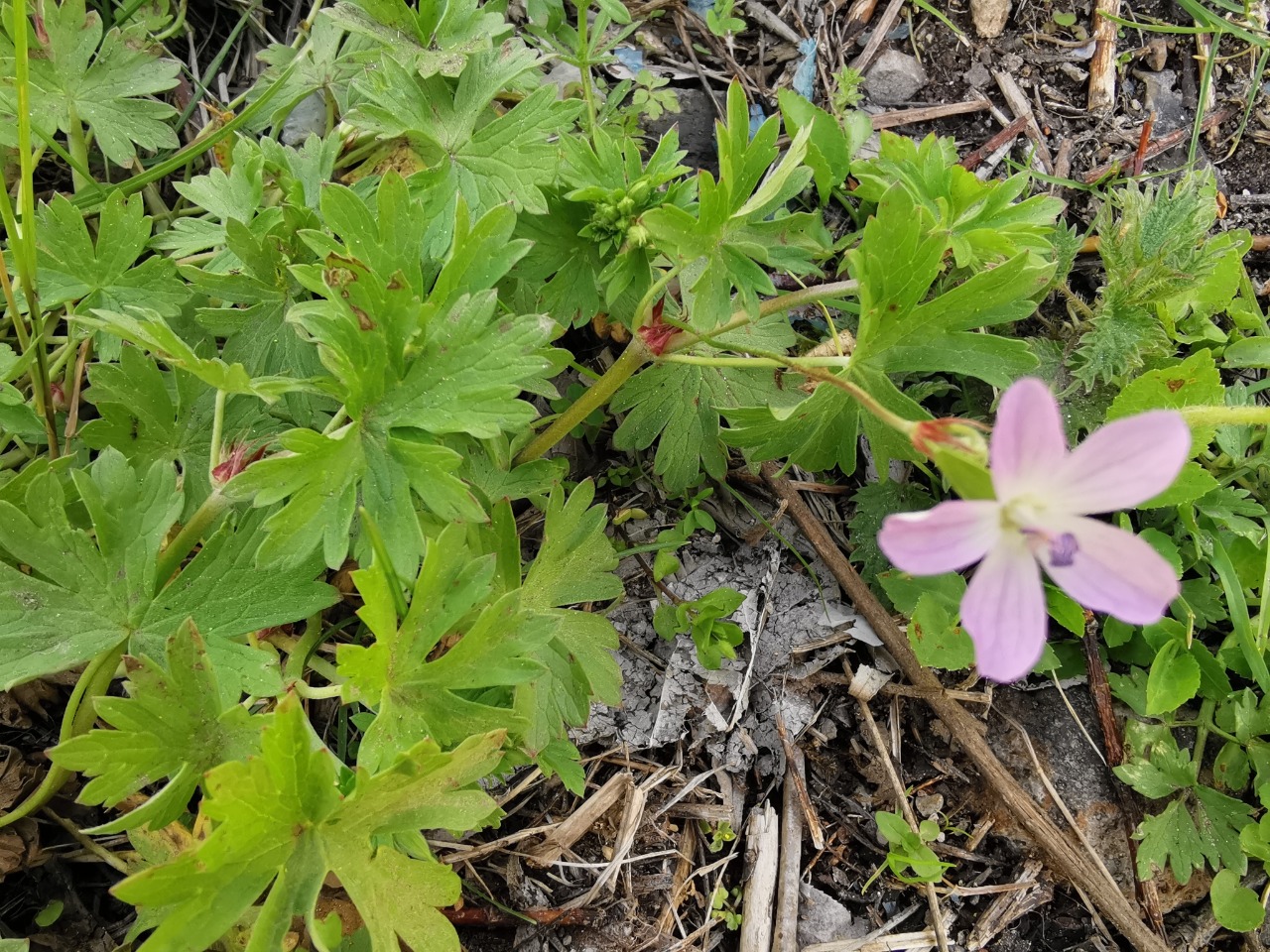 Geranium asphodeloides