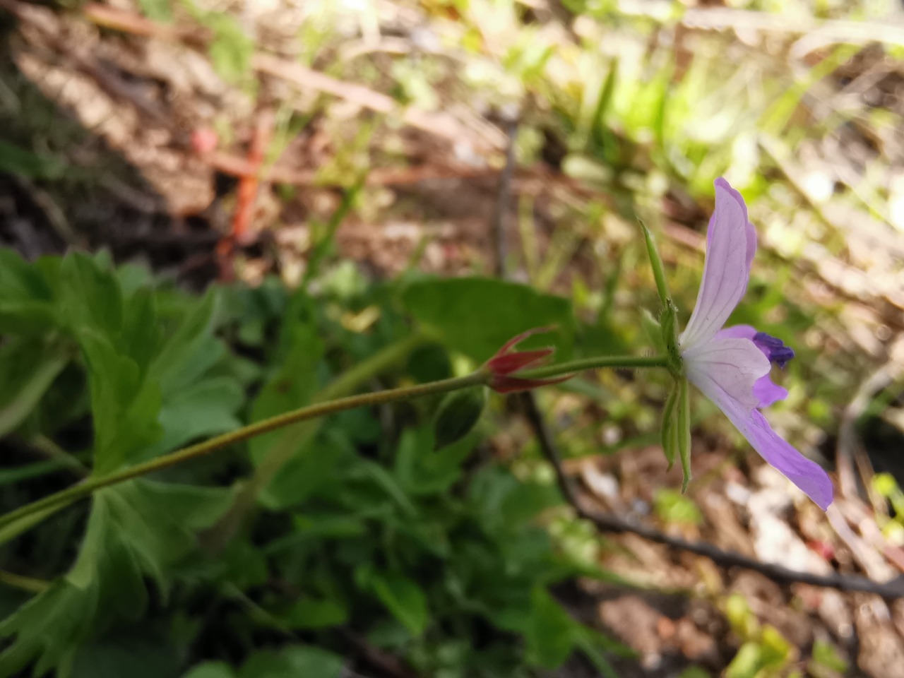 Geranium asphodeloides