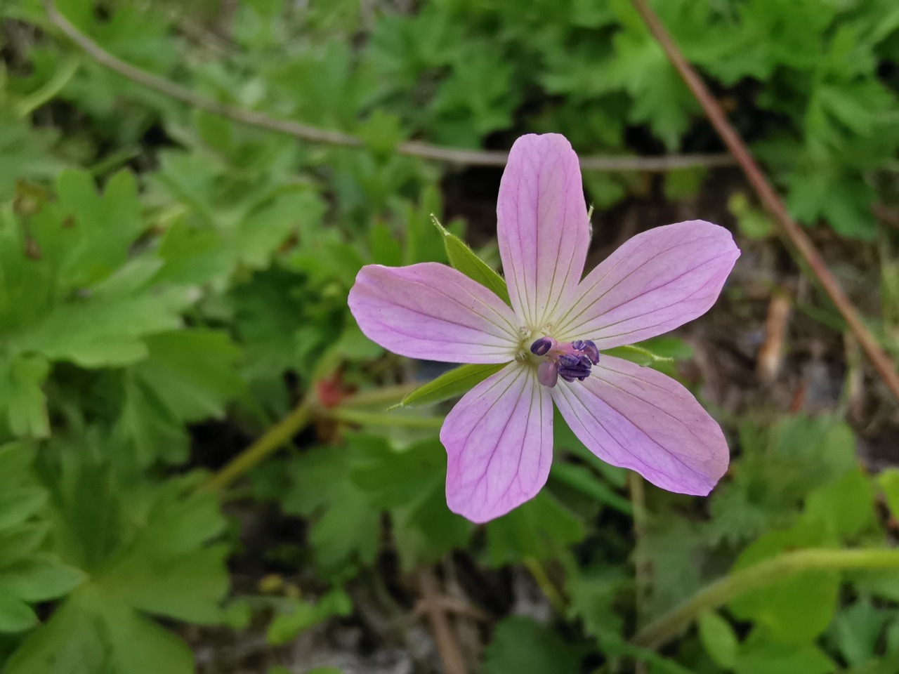 Geranium asphodeloides