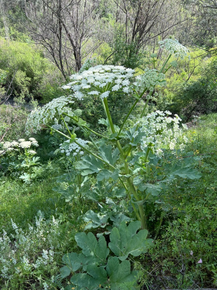 Heracleum platytaenium