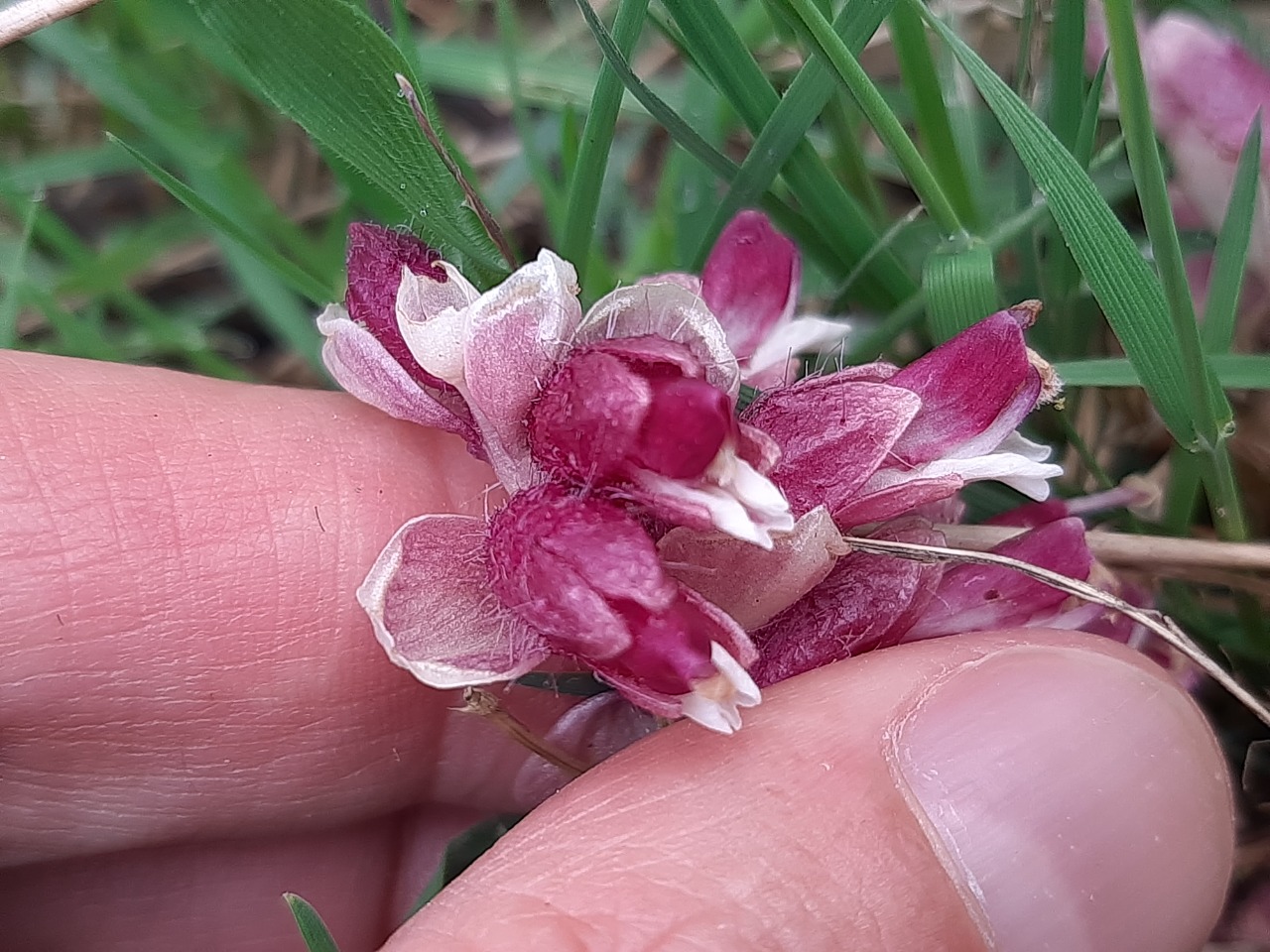 Lathraea squamaria